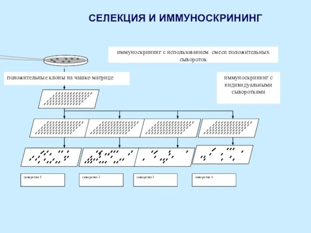 СЕЛЕКЦИЯ И ИММУНОСКРИНИНГ