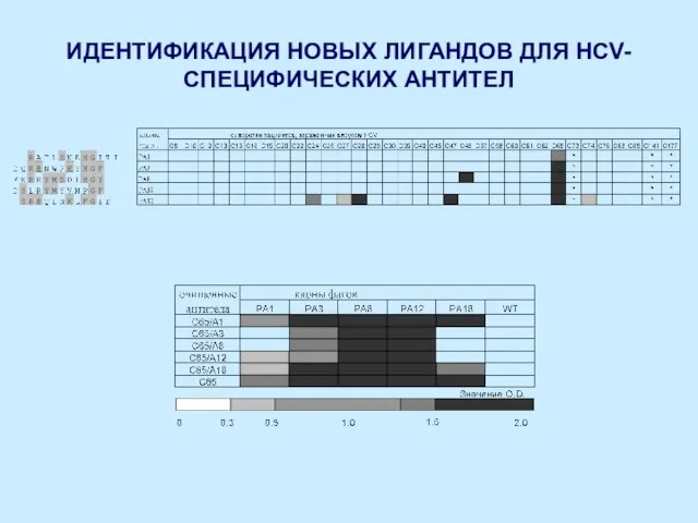 ИДЕНТИФИКАЦИЯ НОВЫХ ЛИГАНДОВ ДЛЯ HCV-СПЕЦИФИЧЕСКИХ АНТИТЕЛ