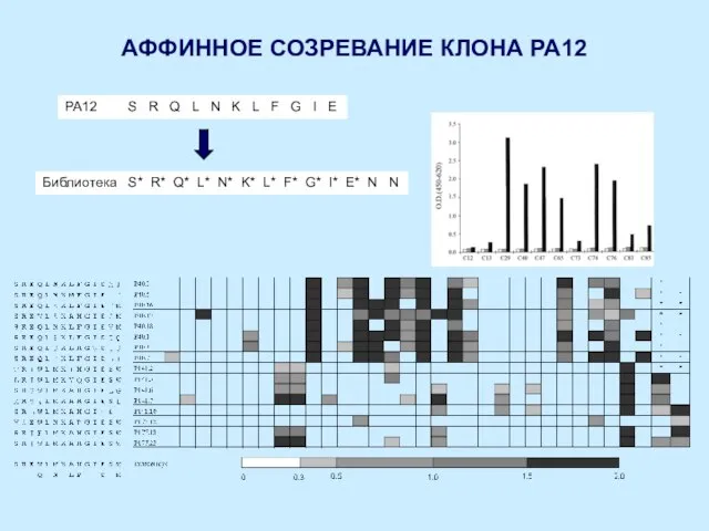 АФФИННОЕ СОЗРЕВАНИЕ КЛОНА РА12 PA12 S R Q L N K L