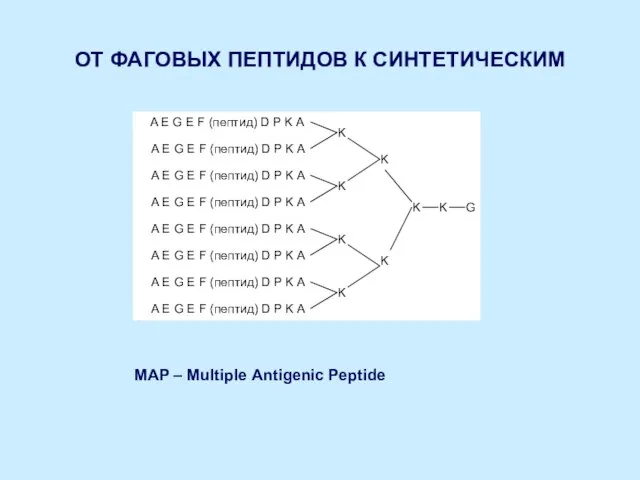 ОТ ФАГОВЫХ ПЕПТИДОВ К СИНТЕТИЧЕСКИМ MAP – Multiple Antigenic Peptide