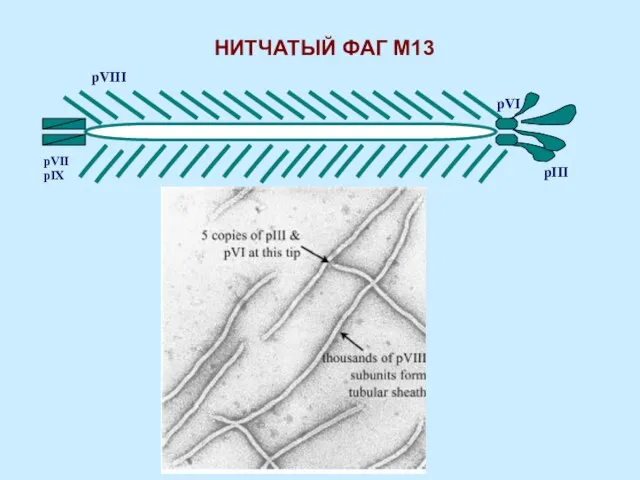 pIII pVI pVII pIX НИТЧАТЫЙ ФАГ М13 pVIII