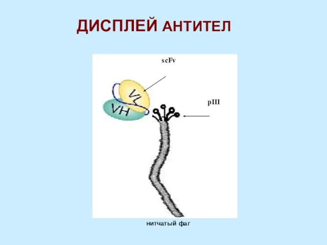 ДИСПЛЕЙ АНТИТЕЛ