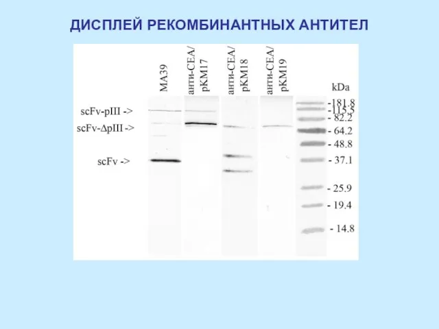 ДИСПЛЕЙ РЕКОМБИНАНТНЫХ АНТИТЕЛ