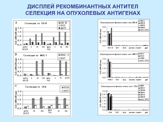 ДИСПЛЕЙ РЕКОМБИНАНТНЫХ АНТИТЕЛ СЕЛЕКЦИЯ НА ОПУХОЛЕВЫХ АНТИГЕНАХ