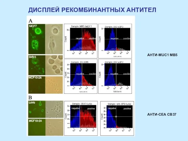 ДИСПЛЕЙ РЕКОМБИНАНТНЫХ АНТИТЕЛ АНТИ-MUC1 MB5 АНТИ-СЕА СВ37