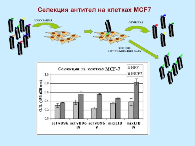 ИНКУБАЦИЯ ОТМЫВКА ЭЛЮЦИЯ, АМПЛИФИКАЦИЯ ФАГА Селекция антител на клетках MCF7