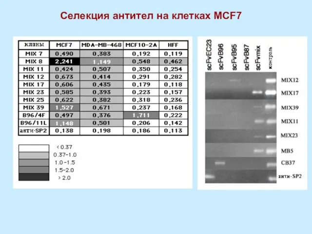 Селекция антител на клетках MCF7