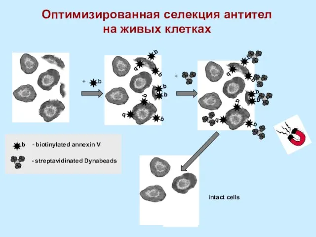 Оптимизированная селекция антител на живых клетках