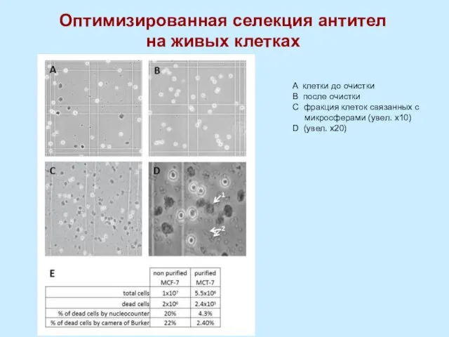 Оптимизированная селекция антител на живых клетках A клетки до очистки B после