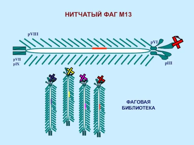 pVIII pIII pVI pVII pIX ФАГОВАЯ БИБЛИОТЕКА НИТЧАТЫЙ ФАГ М13