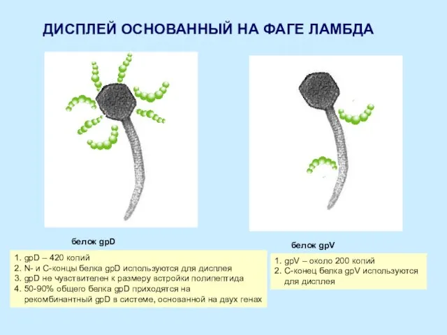 ДИСПЛЕЙ ОСНОВАННЫЙ НА ФАГЕ ЛАМБДА белок gpD белок gpV 1. gpD –