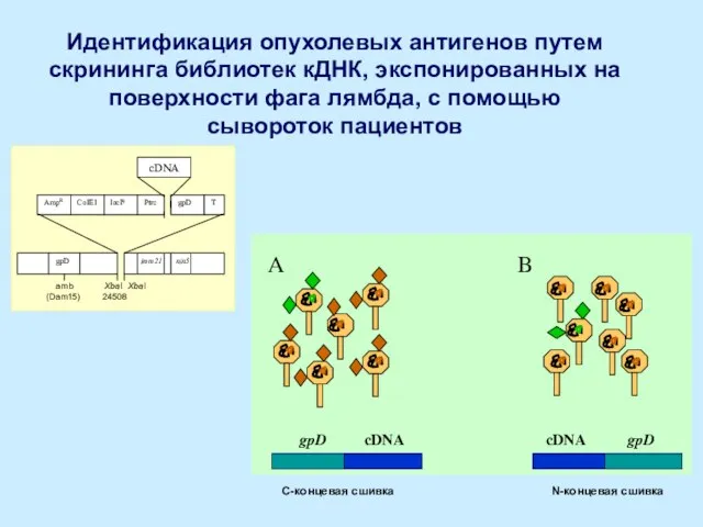 Идентификация опухолевых антигенов путем скрининга библиотек кДНК, экспонированных на поверхности фага лямбда,