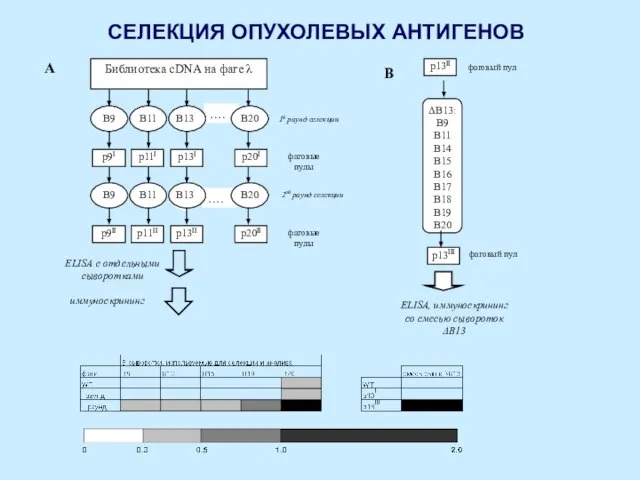 A B …. ELISA с отдельными сыворотками 1й раунд селекции фаговые пулы