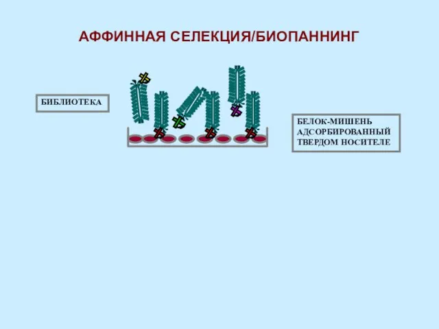 БЕЛОК-МИШЕНЬ АДСОРБИРОВАННЫЙ ТВЕРДОМ НОСИТЕЛЕ БИБЛИОТЕКА АФФИННАЯ СЕЛЕКЦИЯ/БИОПАННИНГ