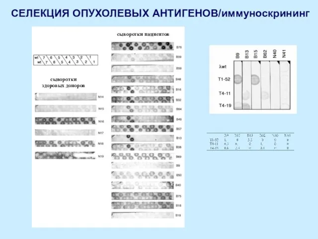 СЕЛЕКЦИЯ ОПУХОЛЕВЫХ АНТИГЕНОВ/иммуноскрининг