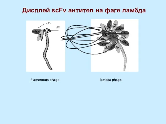 Дисплей scFv антител на фаге ламбда filamentous phage lambda phage