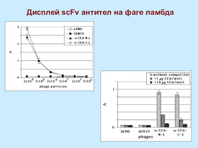 Дисплей scFv антител на фаге ламбда