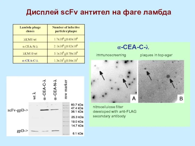 Дисплей scFv антител на фаге ламбда