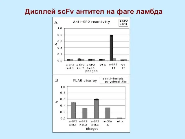 Дисплей scFv антител на фаге ламбда