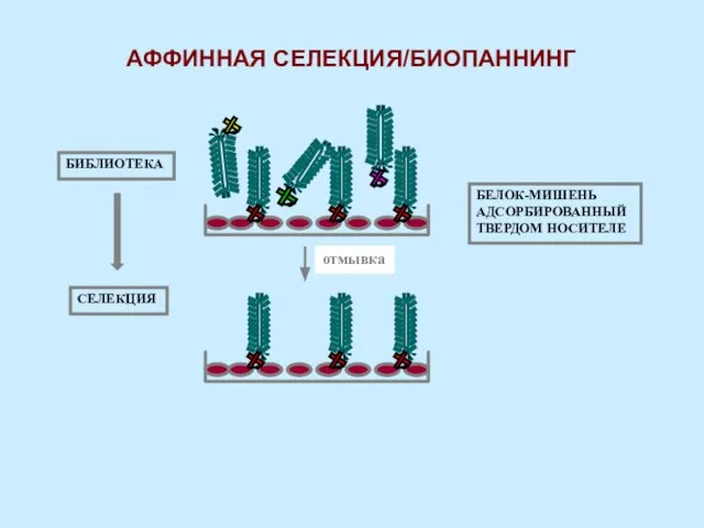 БЕЛОК-МИШЕНЬ АДСОРБИРОВАННЫЙ ТВЕРДОМ НОСИТЕЛЕ отмывка БИБЛИОТЕКА СЕЛЕКЦИЯ АФФИННАЯ СЕЛЕКЦИЯ/БИОПАННИНГ