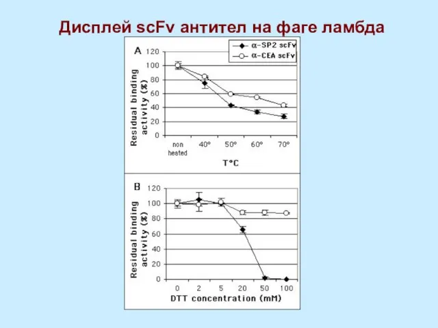 Дисплей scFv антител на фаге ламбда