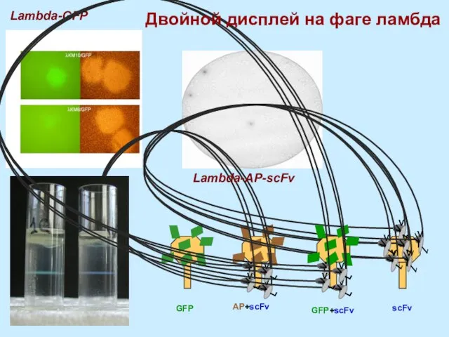 Lambda-GFP GFP AP+scFv scFv Lambda-AP-scFv GFP+scFv Двойной дисплей на фаге ламбда