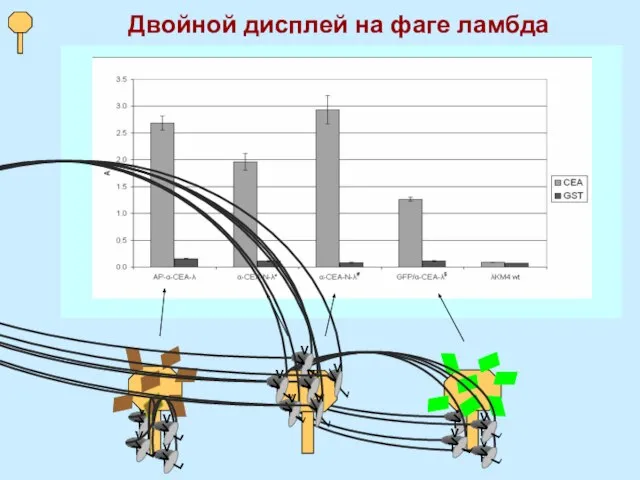 Двойной дисплей на фаге ламбда