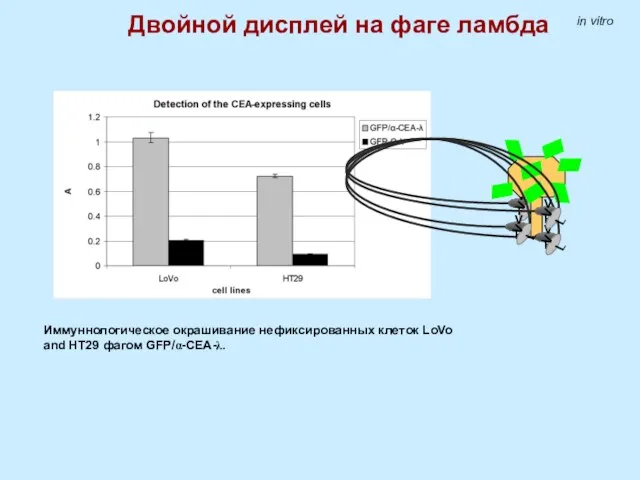 in vitro Иммуннологическое окрашивание нефиксированных клеток LoVo and HT29 фагом GFP/α-CEA-λ. Двойной дисплей на фаге ламбда