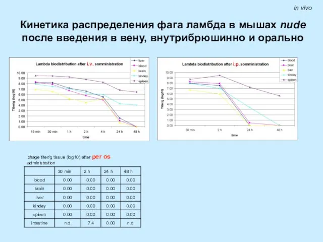 in vivo Кинетика распределения фага ламбда в мышах nude после введения в вену, внутрибрюшинно и орально