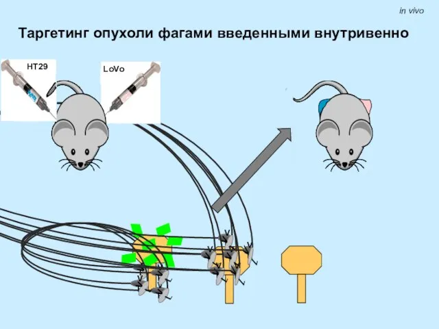 in vivo Таргетинг опухоли фагами введенными внутривенно LoVo HT29