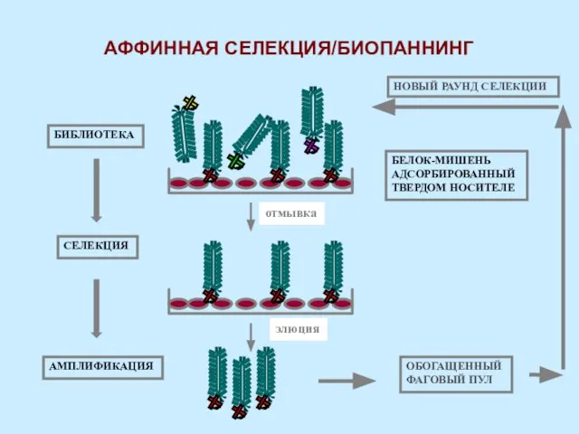 БЕЛОК-МИШЕНЬ АДСОРБИРОВАННЫЙ ТВЕРДОМ НОСИТЕЛЕ отмывка элюция ОБОГАЩЕННЫЙ ФАГОВЫЙ ПУЛ БИБЛИОТЕКА СЕЛЕКЦИЯ AМПЛИФИКАЦИЯ