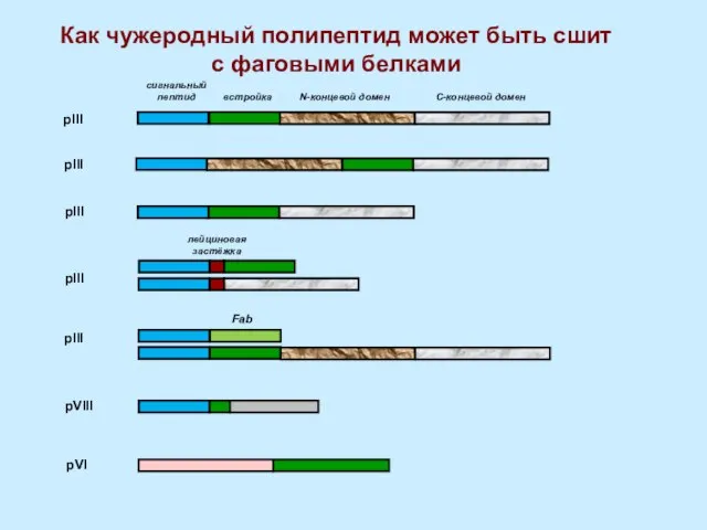 Как чужеродный полипептид может быть сшит с фаговыми белками pIII pVIII pVI