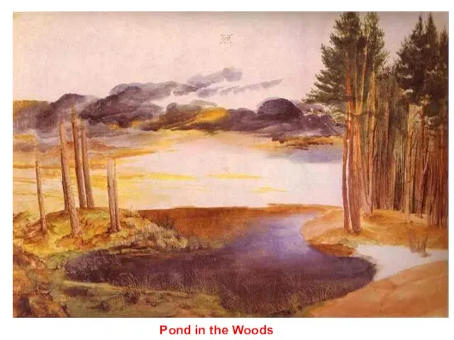 Pond in the Woods