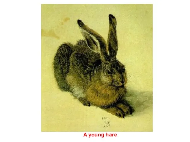 A young hare