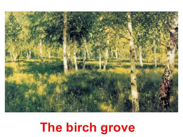 The birch grove