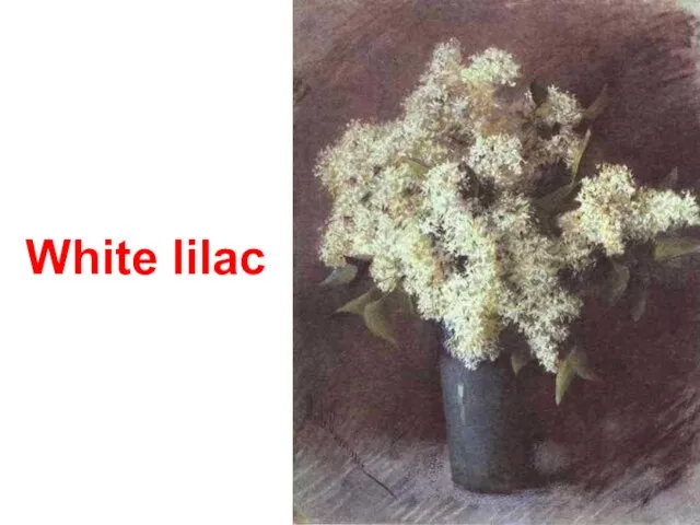 White lilac