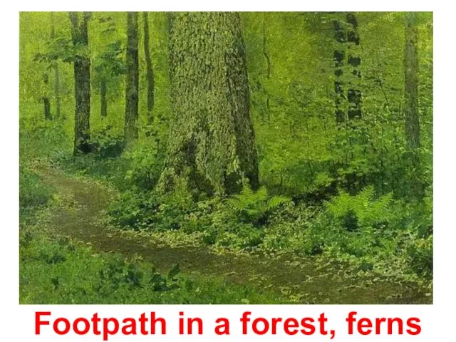 Footpath in a forest, ferns