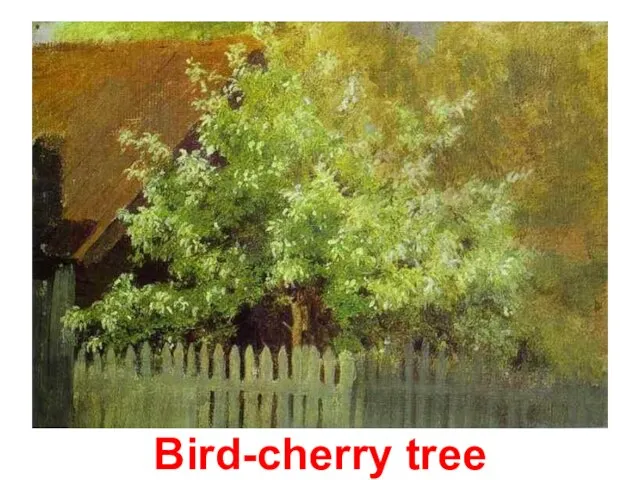 Bird-cherry tree