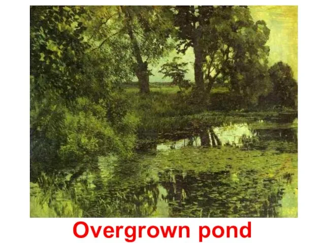 Overgrown pond