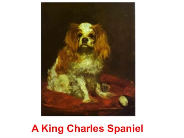 A King Charles Spaniel