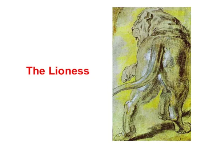 The Lioness