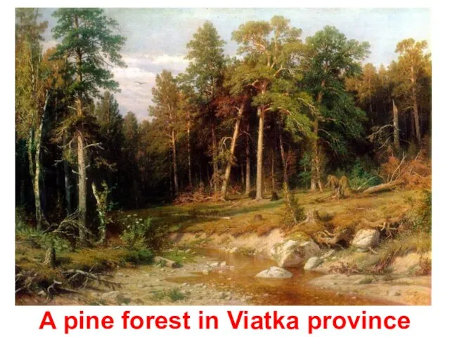 A pine forest in Viatka province