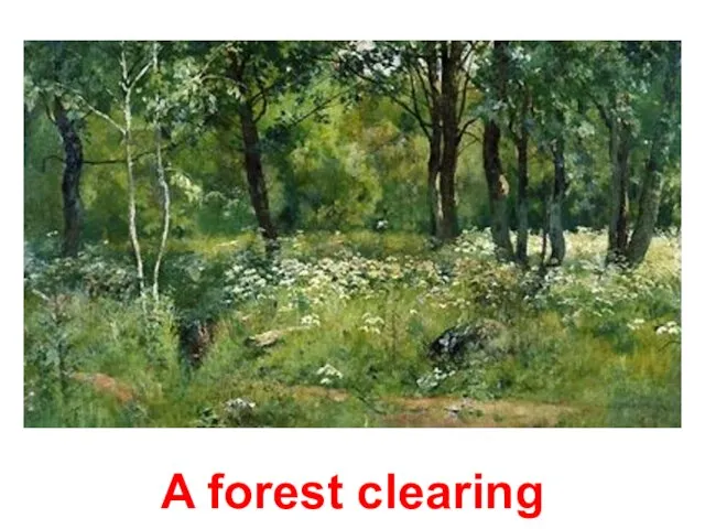 A forest clearing