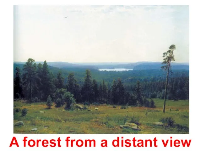 A forest from a distant view