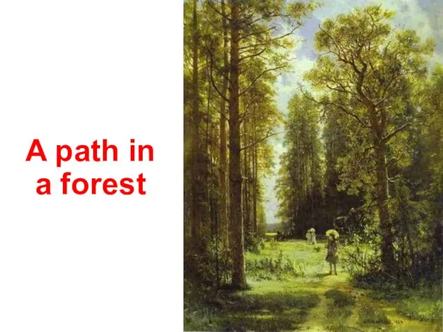 A path in a forest