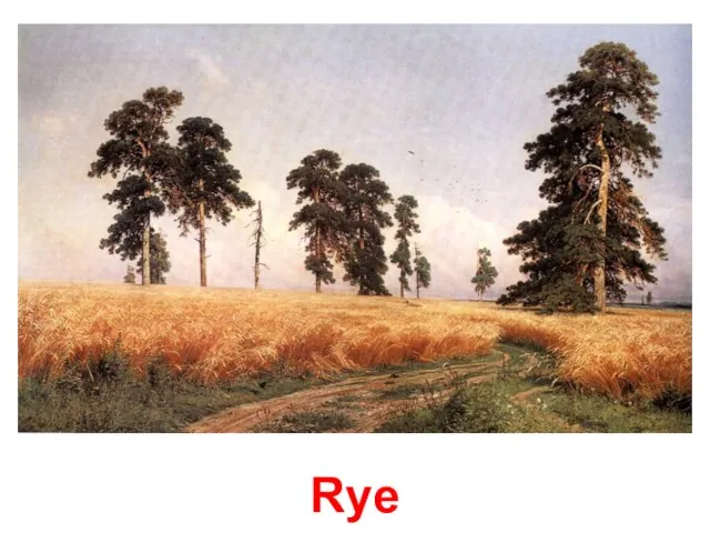 Rye