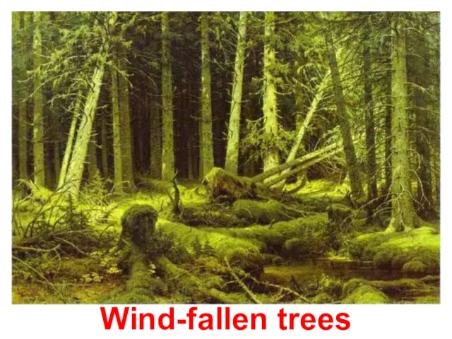 Wind-fallen trees