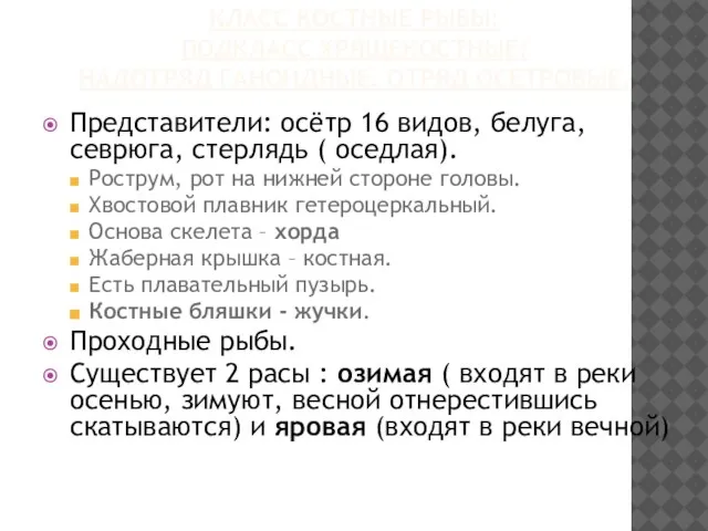 КЛАСС КОСТНЫЕ РЫБЫ: ПОДКЛАСС ХРЯЩЕКОСТНЫЕ: НАДОТРЯД ГАНОИДНЫЕ. ОТРЯД ОСЕТРОВЫЕ. Представители: осётр 16