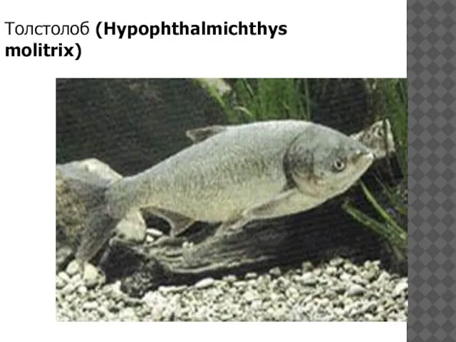 Толстолоб (Hypophthalmichthys molitrix)