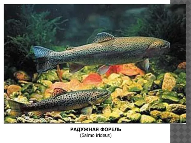 РАДУЖНАЯ ФОРЕЛЬ (Salmo irideus)